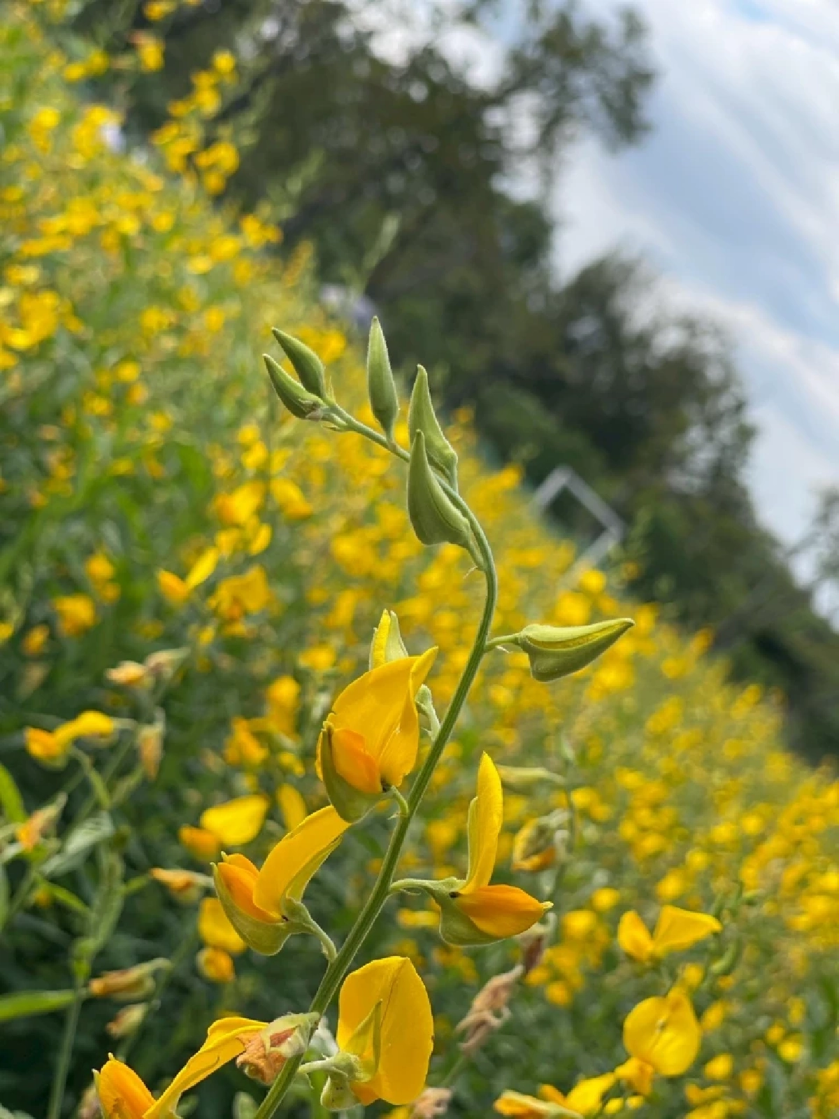 เช็กอินทุ่งปอเทือง สวนรถไฟ กว่าแสนต้น เหลืองอร่ามเต็มพื้นที่ 4 ไร่