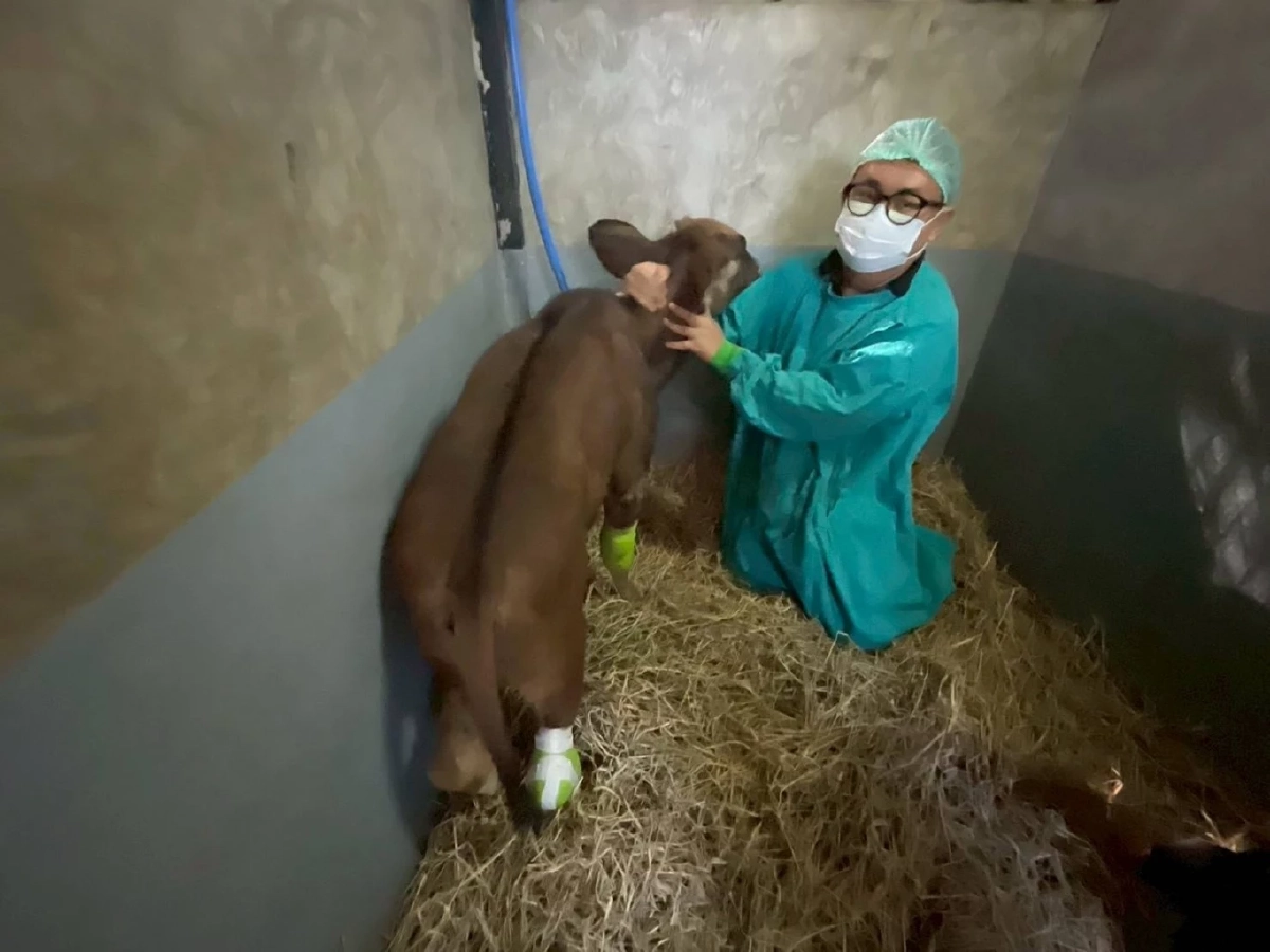 สัตวแพทย์จำใจต้องตัดขา “ลูกกระทิงติดบ่วง” ล่าสุดอาการดีขึ้น