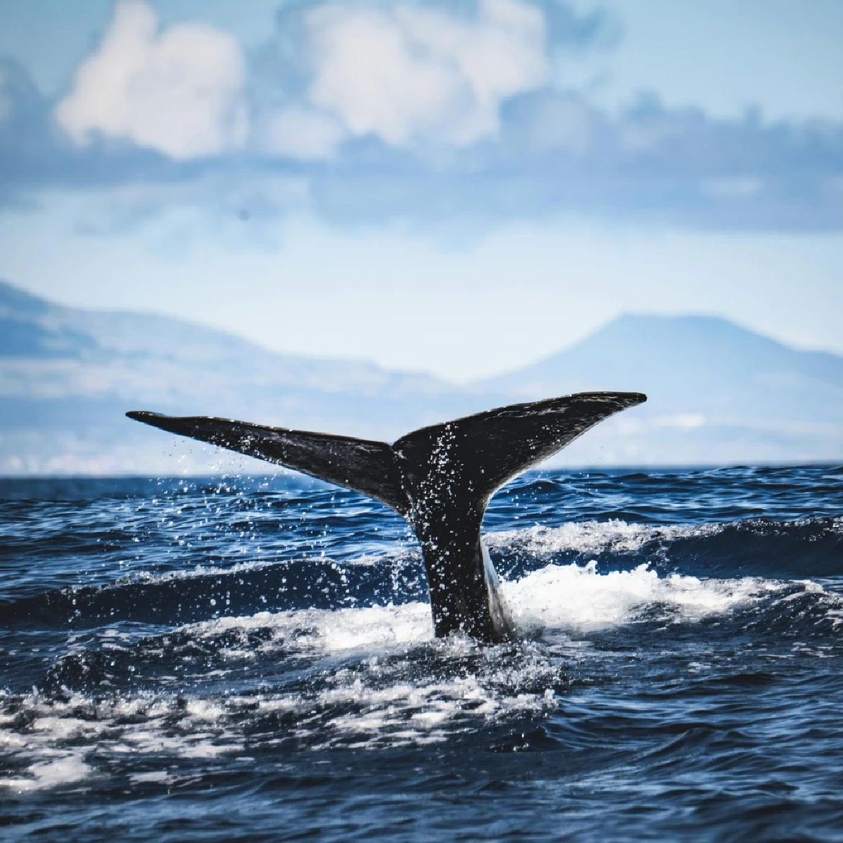 งานวิจัยเผย วาฬมี “สำเนียง” เหมือนภาษาถิ่นมนุษย์