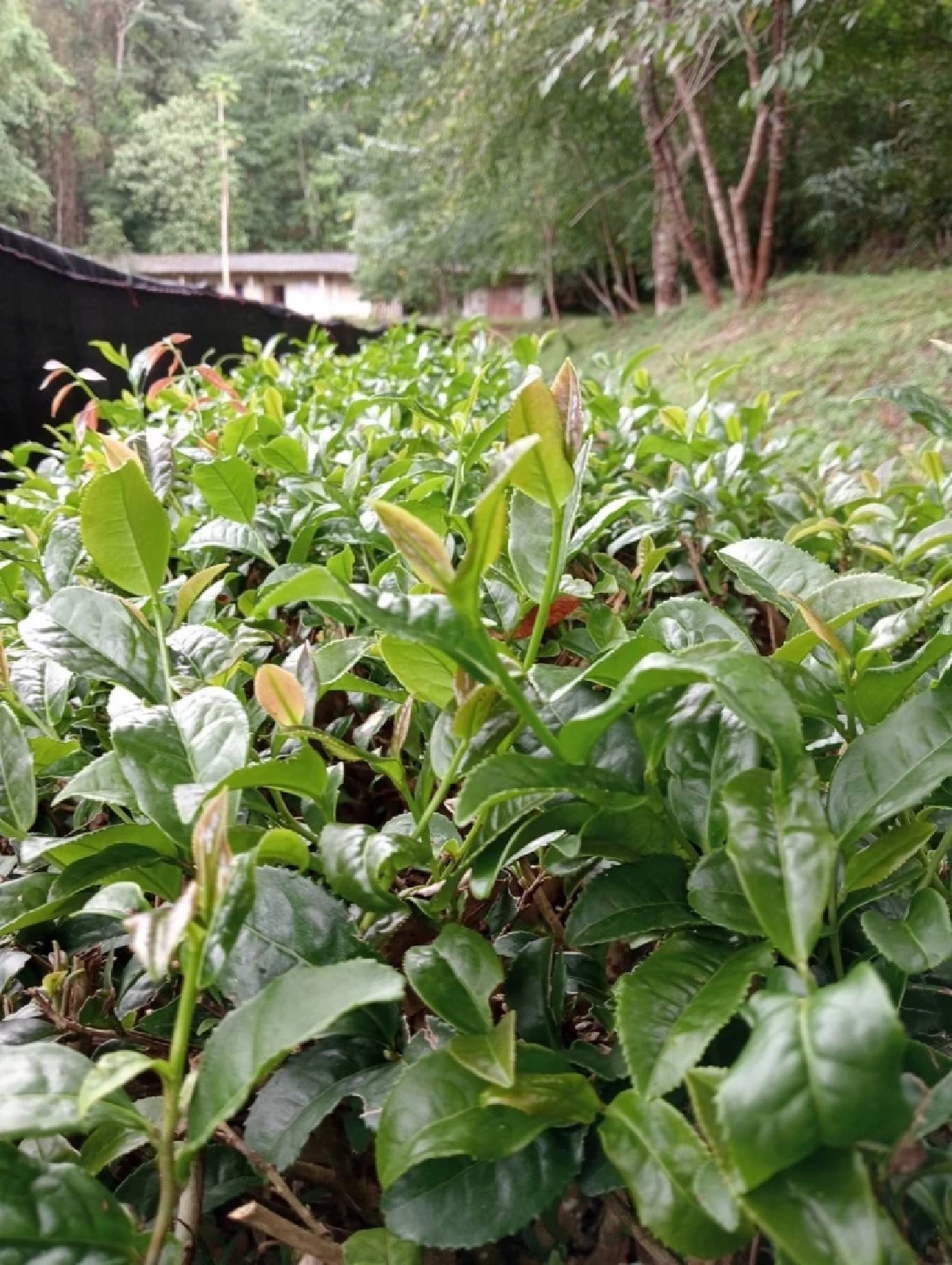 เปิดตัวชาพันธุ์ใหม่ ชากวก.เชียงใหม่ 1 ดันดาวเด่น หอม รสละมุน