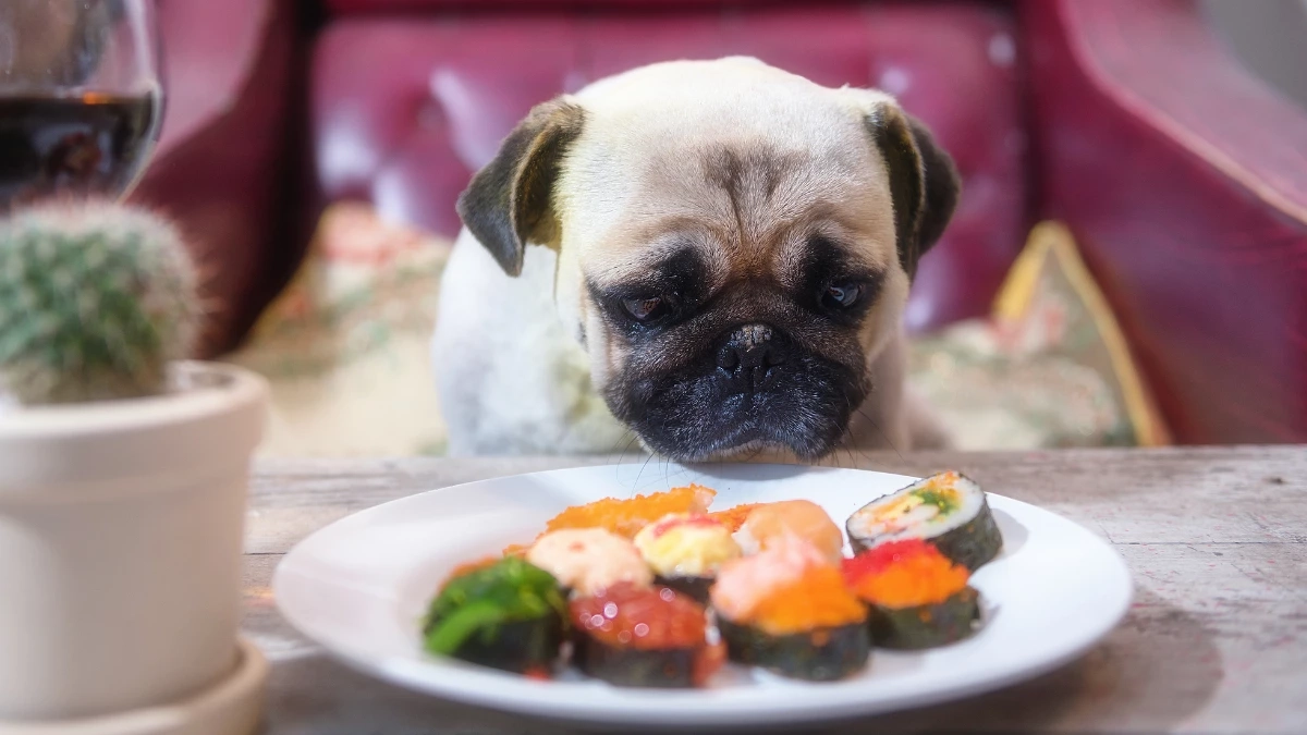 อาหารอันตรายที่คนมักเผลอให้หมา-แมวกิน เสี่ยงป่วยรุนแรง