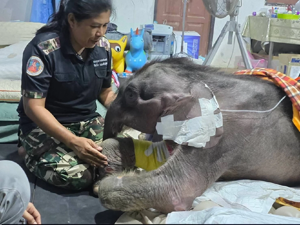 อาการล่าสุด "ข้าวต้ม" ลุกนั่งได้เองแล้ว เคลื่อนไหวว่องไวขึ้น