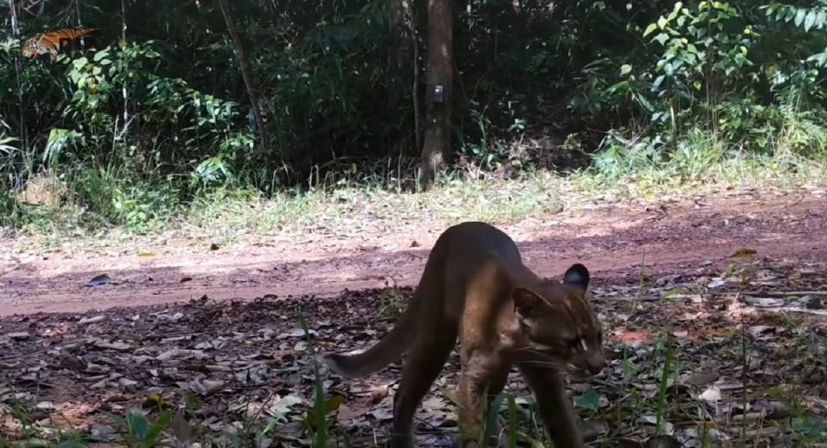 หาดูยาก! เผยภาพ "เสือไฟ" กลางดงพญาเย็น ย้ำป่าไทยยังสมบูรณ์