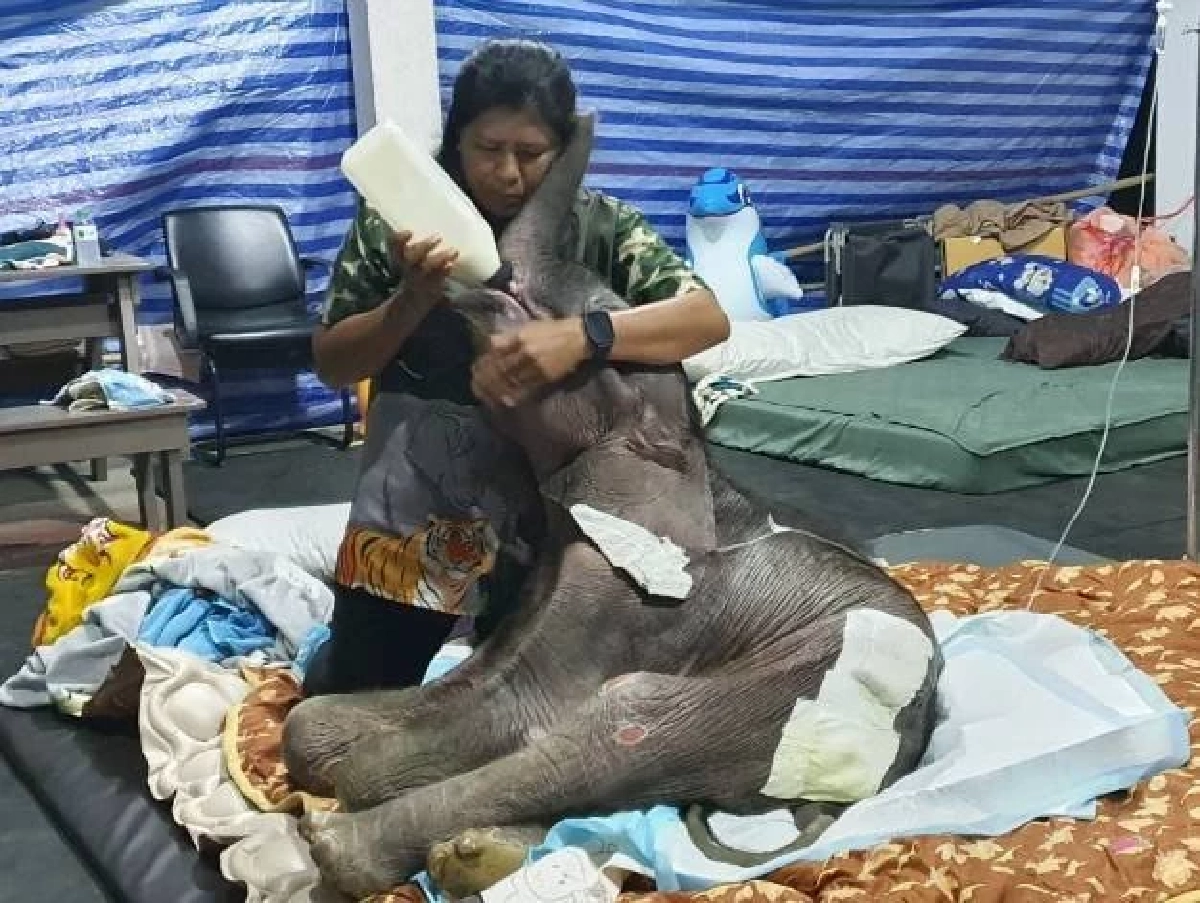 น้องข้าวต้ม ลูกช้างป่าเพศเมียอาการดีขึ้น ทีมสัตวแพทย์ดูแล