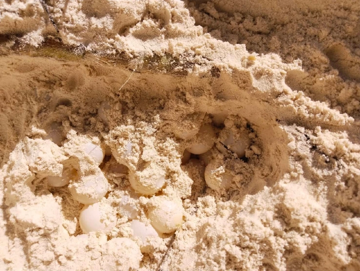 ปาฏิหาริย์ส่งท้ายปี! แม่เต่าตนุวางไข่ 99 ฟอง บนหาดลับเกาะตาชัย