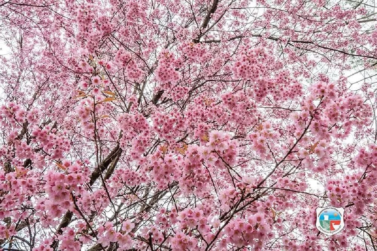 พาเที่ยว ภูลมโล นางพญาเสือโคร่ง บานชมพูทั้งหุบเขา ดั่งซากุระเมืองไทย