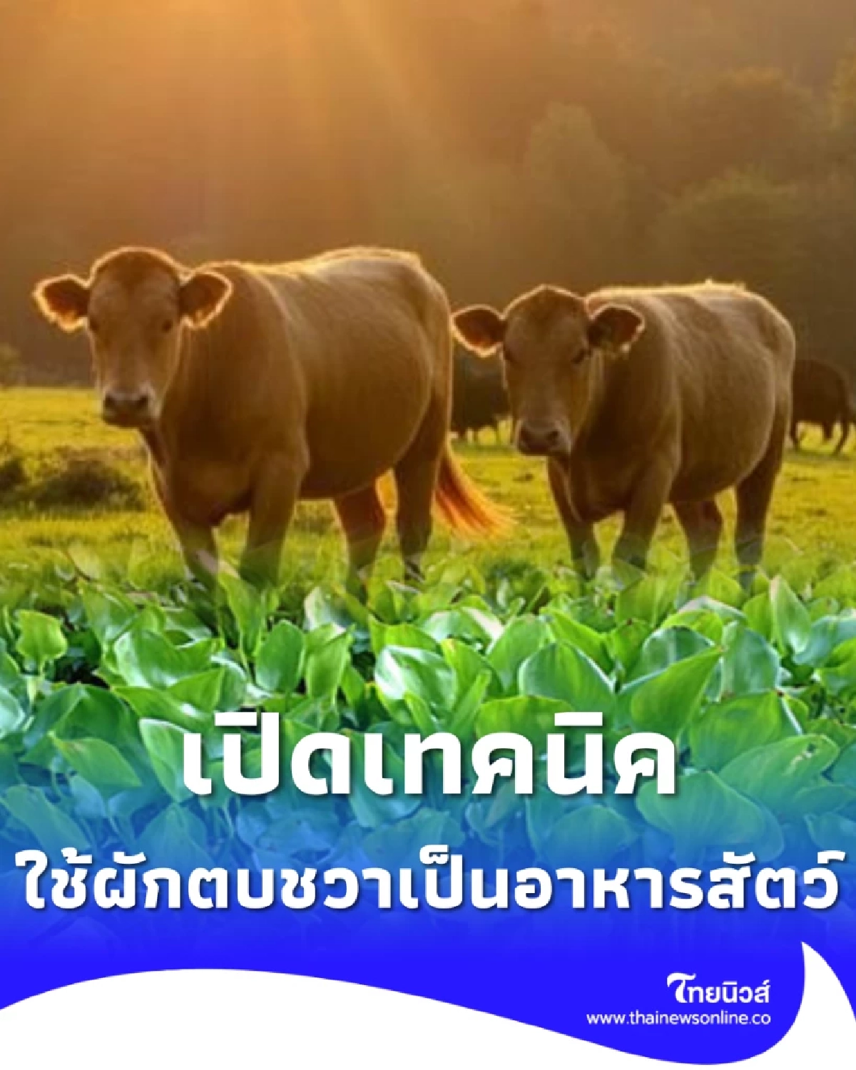 ผักตบชวามีคุณค่า พลิกบทบาทเป็นอาหารสัตว์ ลดต้นทุนเกษตรกร