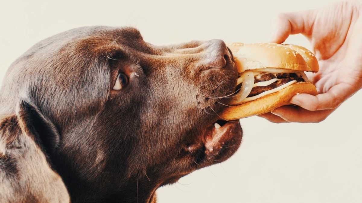 อาหารอันตรายที่คนมักเผลอให้หมา-แมวกิน เสี่ยงป่วยรุนแรง