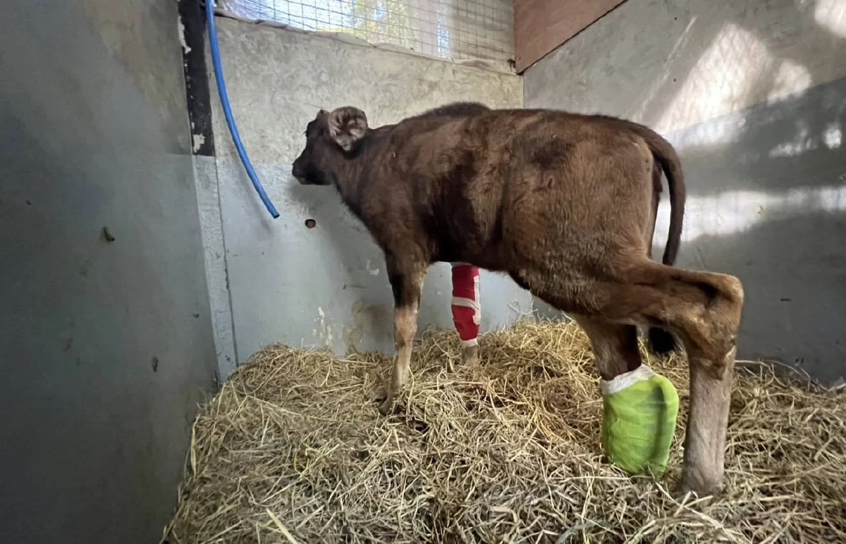 ชีวิตใหม่! ลูกกระทิงรอดพ้นวิกฤต หลังถูกบ่วงสลิงรัดขา