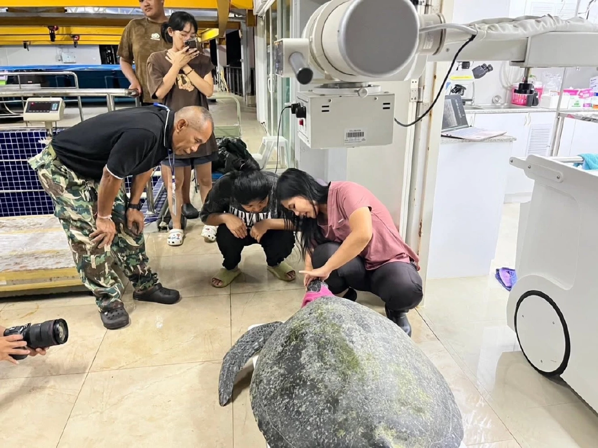 ช่วยสำเร็จ! เต่าสิมิลันขับถ่ายสายรัดข้อมือ เตรียมปล่อยคืนทะเล