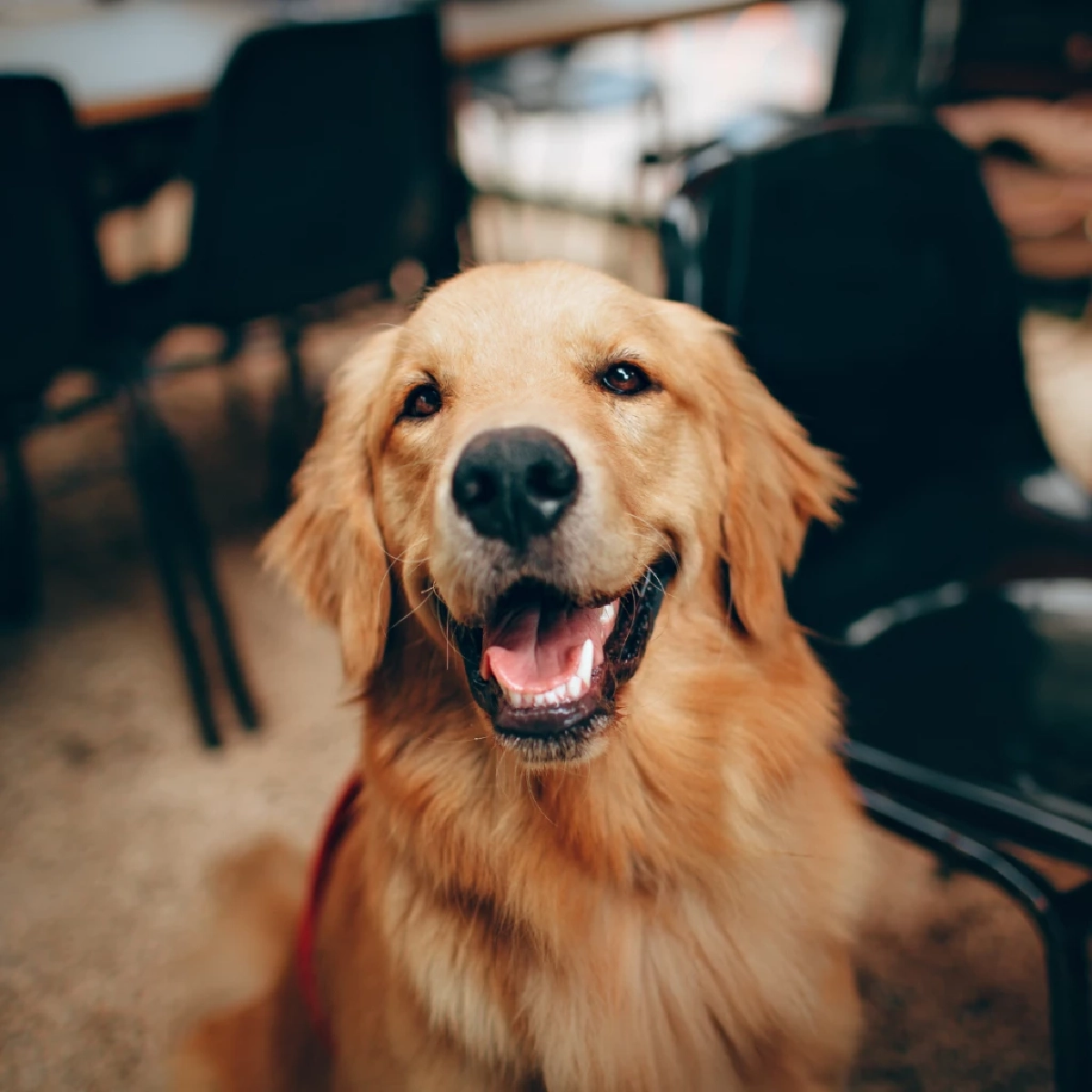 สุนัขรับรู้อารมณ์มนุษย์ และเข้าใจความรู้สึกเรามากกว่าที่คิด