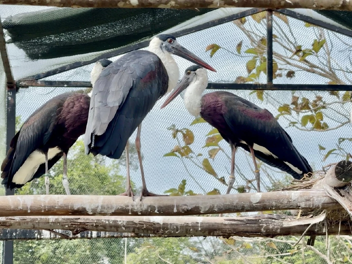 สวนสัตว์เปิดเขาเขียวปล่อยนกกระสาคอขาว 5 ตัว คืนสู่ธรรมชาติ