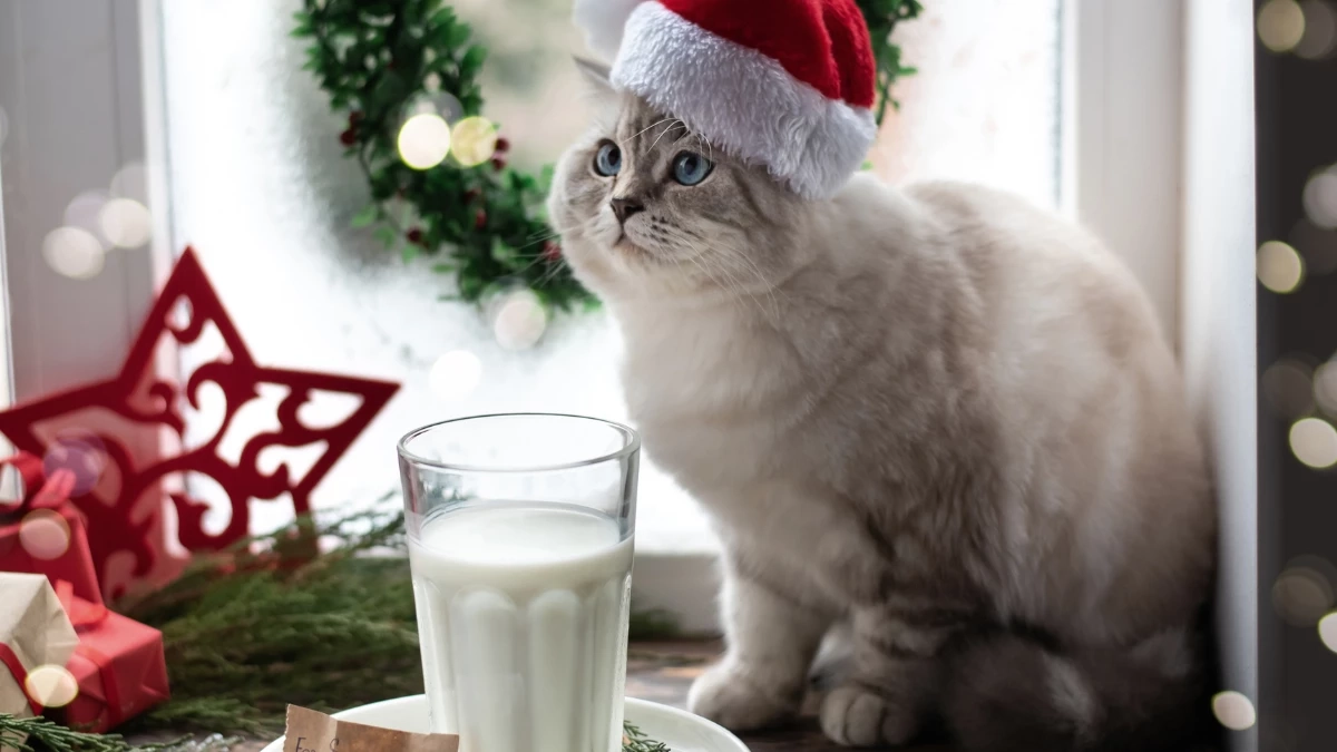 อาหารอันตรายที่คนมักเผลอให้หมา-แมวกิน เสี่ยงป่วยรุนแรง