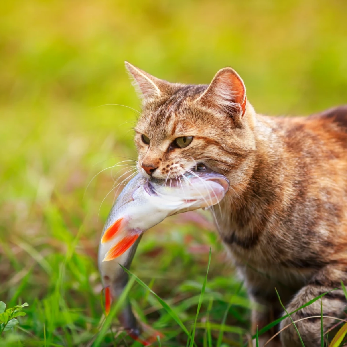 เฉลยความลับ! ทำไมแมวชอบกินปลา? พร้อมข้อควรระวังเรื่องสุขภาพ