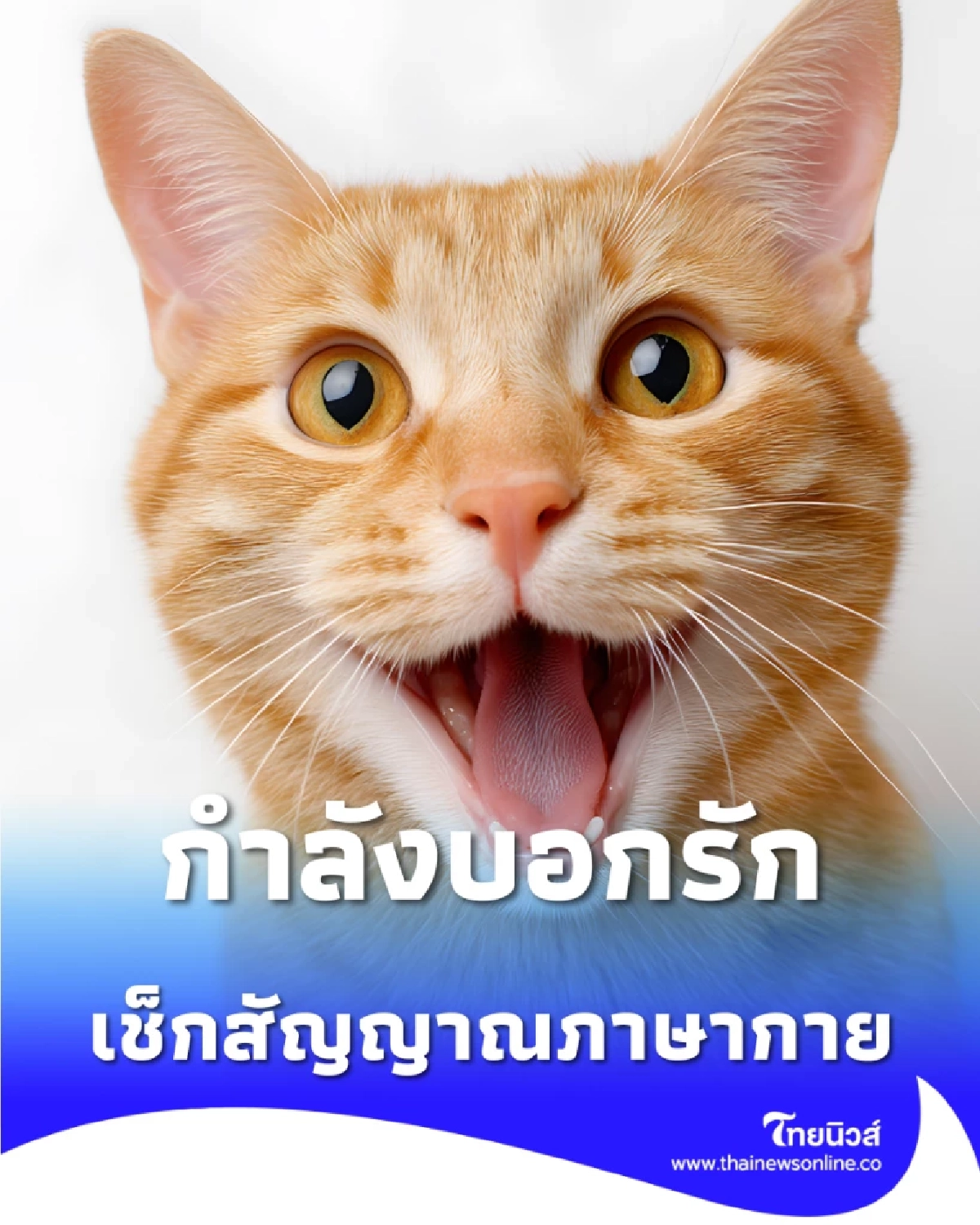 เช็กสัญญาณภาษากาย แมวกำลังบอกรักคุณอยู่หรือเปล่า อย่าพลาด