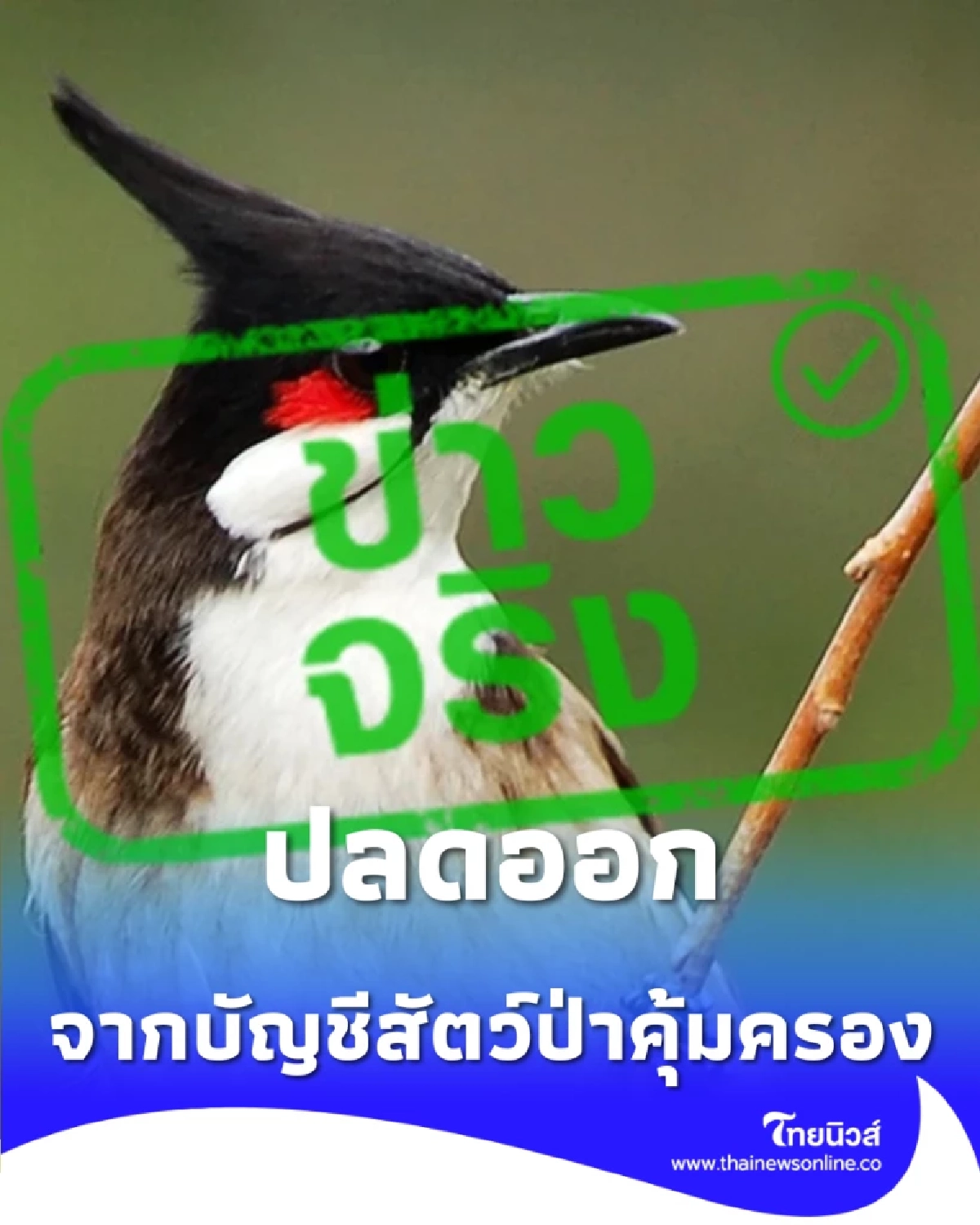นับถอยหลัง ปลดล็อก นกปรอดหัวโขน พ้นบัญชีสัตว์ป่าคุ้มครอง