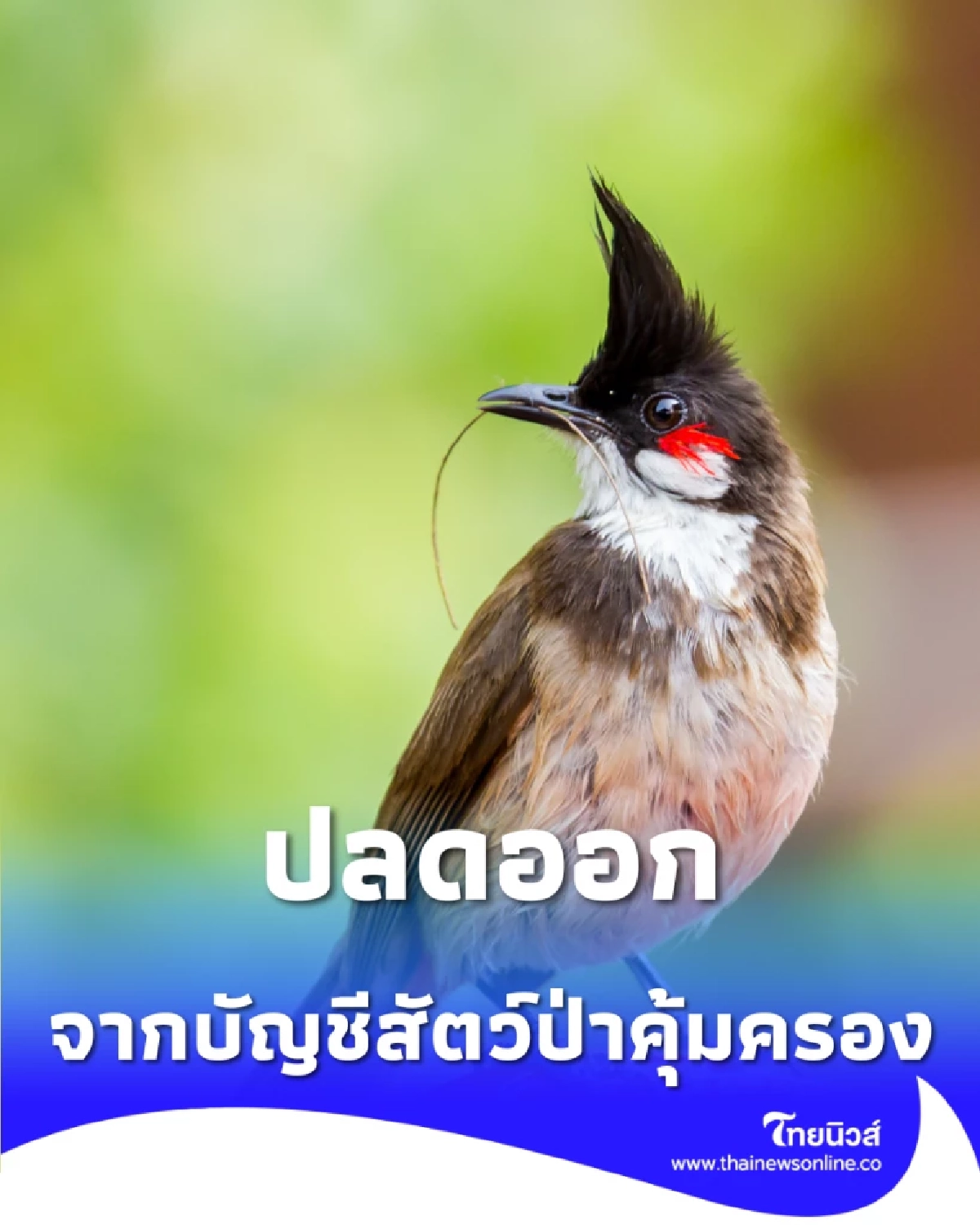นับถอยหลัง ปลดล็อก นกปรอดหัวโขน พ้นบัญชีสัตว์ป่าคุ้มครอง