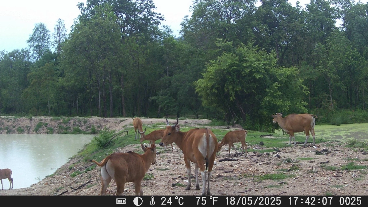 กล้องดักถ่ายเผยภาพสัตว์ป่ารุมใช้ 'ศูนย์อาหาร' หลังป่าคืนชีพ