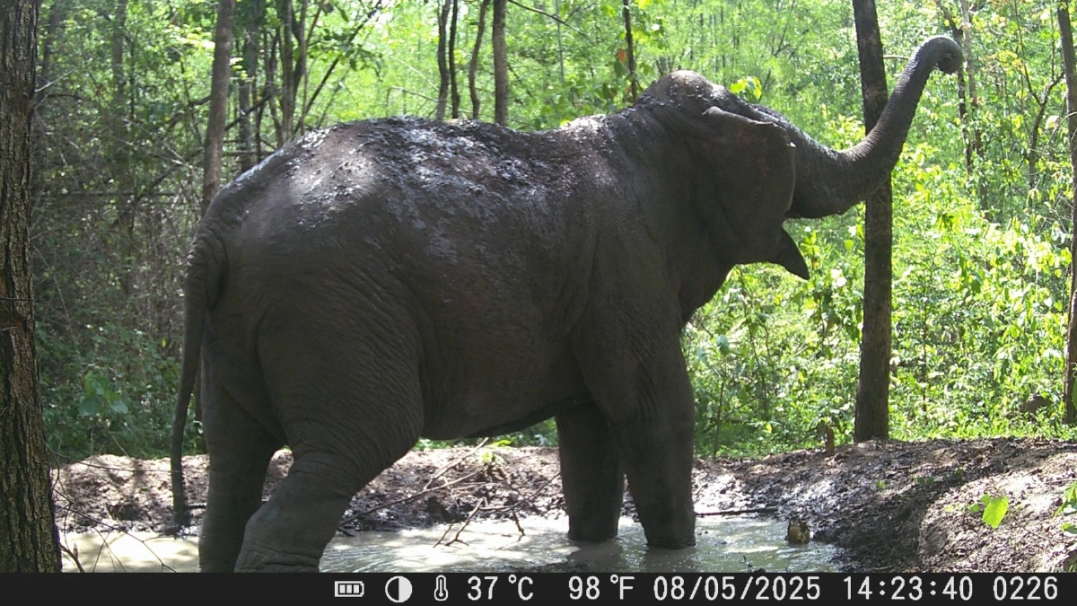 กล้องดักถ่ายเผยภาพสัตว์ป่ารุมใช้ 'ศูนย์อาหาร' หลังป่าคืนชีพ