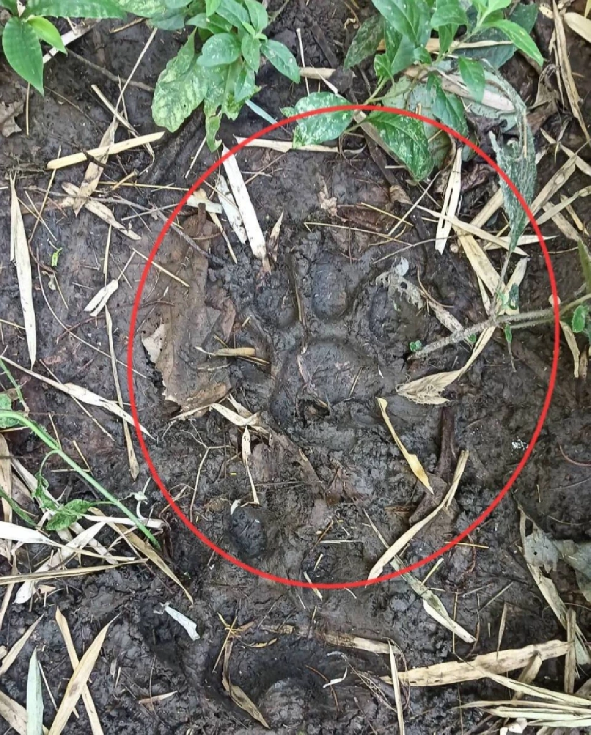 พบร่องรอยเสือโคร่งขนาดใหญ่ใกล้ป่าชุมชนแม่กึ๊ดหลวง จังหวัดตาก