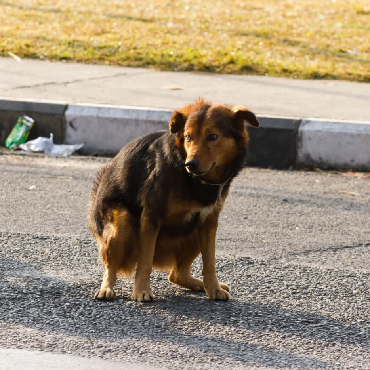 ทำไมสุนัขต้องเดินวนก่อนอึ ความลับระดับโลกที่เจ้าของไม่เคยรู้