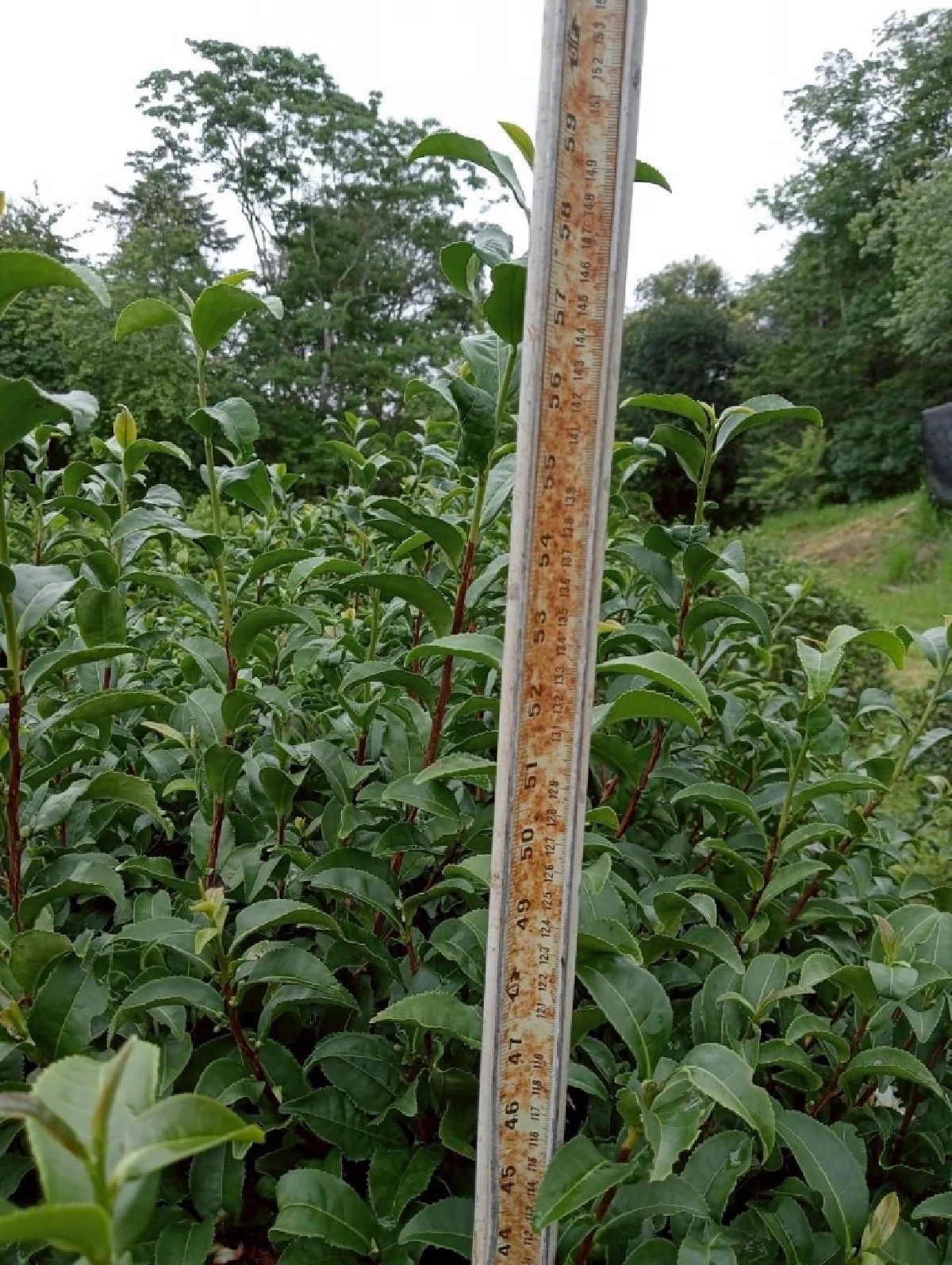 เปิดตัวชาพันธุ์ใหม่ ชากวก.เชียงใหม่ 1 ดันดาวเด่น หอม รสละมุน