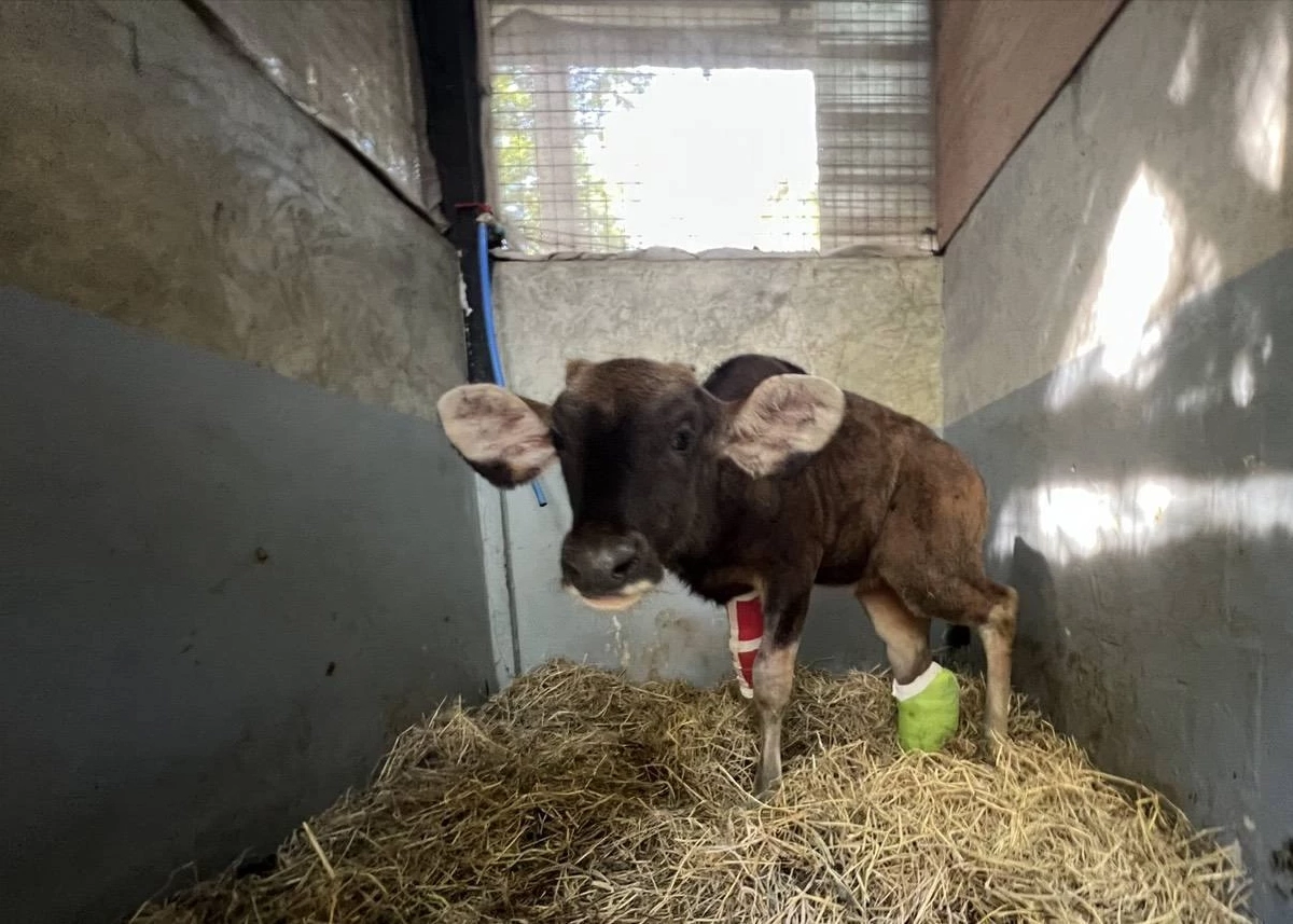 ชีวิตใหม่! ลูกกระทิงรอดพ้นวิกฤต หลังถูกบ่วงสลิงรัดขา