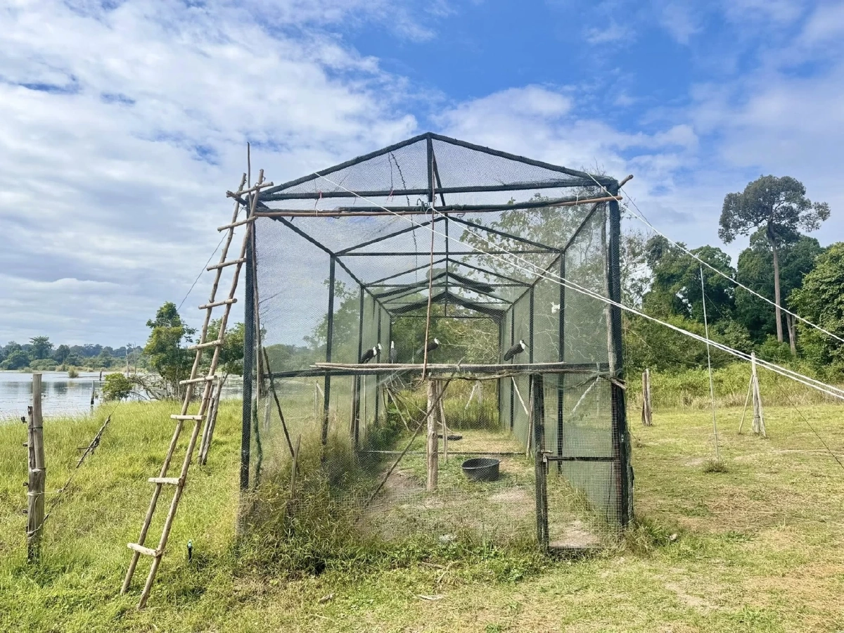 สวนสัตว์เปิดเขาเขียวปล่อยนกกระสาคอขาว 5 ตัว คืนสู่ธรรมชาติ