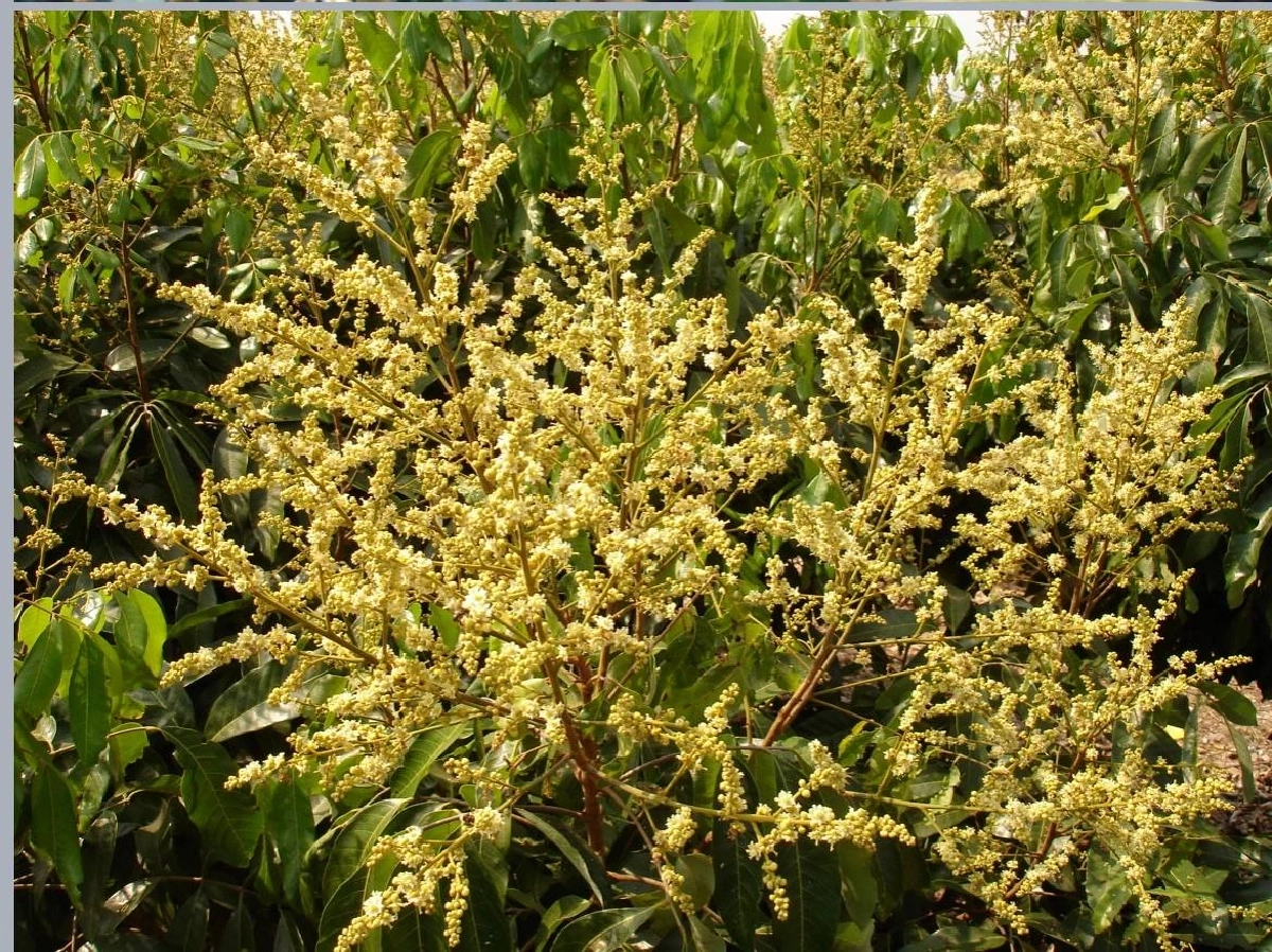 ชาวสวนควรรู้ ให้คลอเรตยังไง ลำไยถึงออกดอกสวย ใช้พลาดเสี่ยงพัง