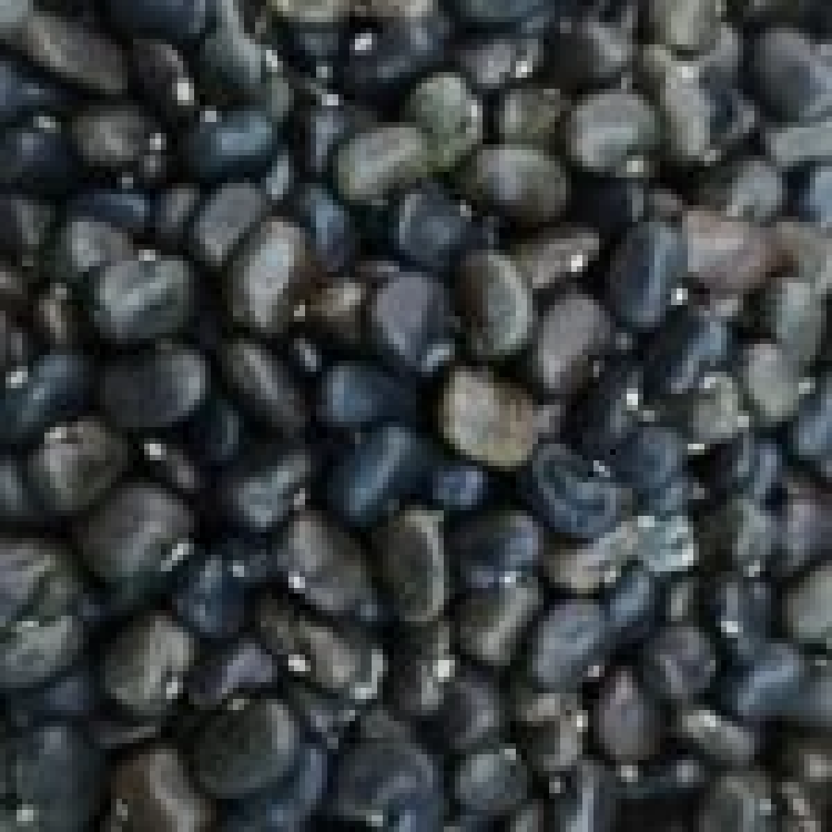 เปิดตัวแรง อัญชันพันธุ์ใหม่ เทพรัตนไพลิน 63 ดอกดก สีสวย รายได้งาม