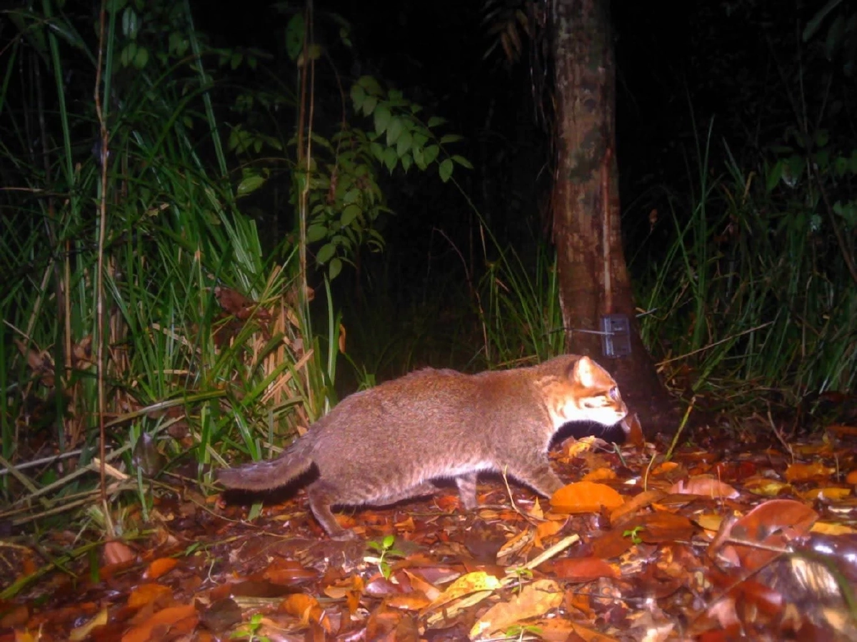 กรมอุทยานฯ ยืนยันพบ แมวป่าหัวแบน ป่าพรุโต๊ะแดง หลังหาย 30 ปี
