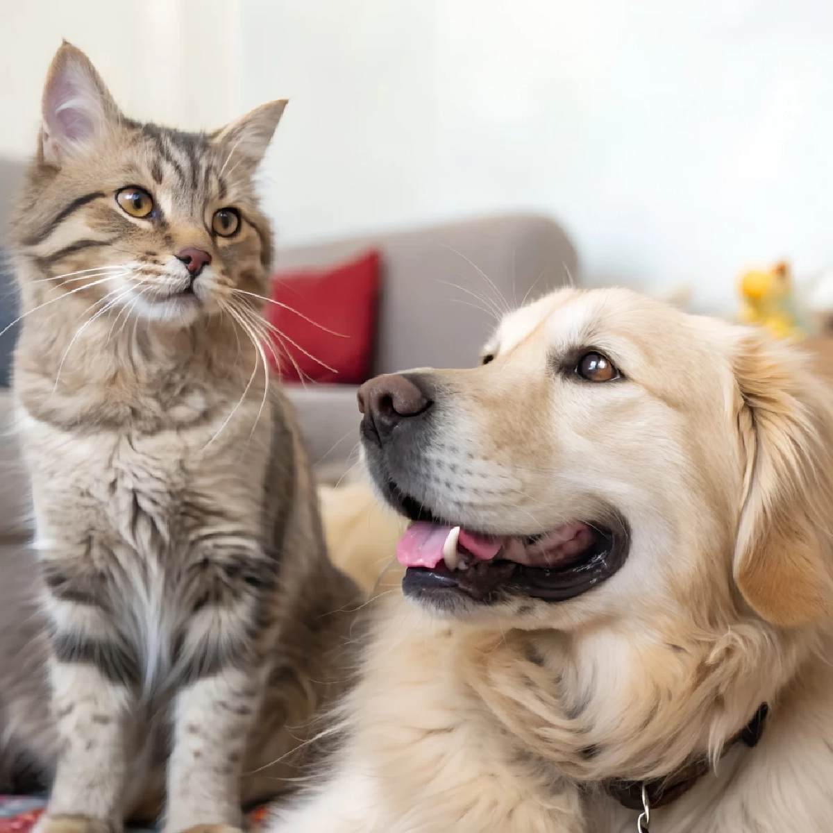 กทม. เตรียมเลื่อนบังคับใช้ข้อบัญญัติเลี้ยงสัตว์ หลังรับฟังเสียงประชาชน