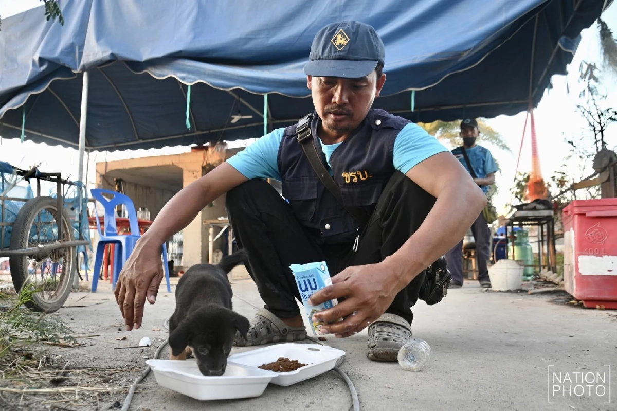 ลูกหมาน้อยกำพร้า หลังแม่ถูกโจรวางยาเบื่อระหว่างชาวบ้านอพยพ