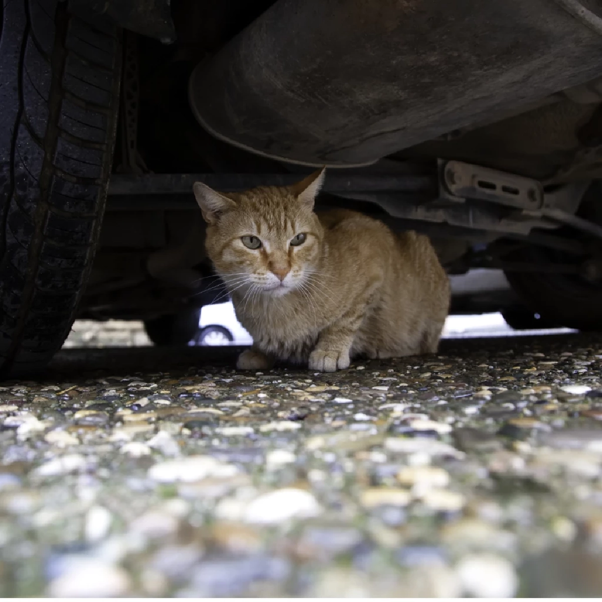 ระวัง! เช็กก่อนสตาร์ท สัญญาณเตือนภัยที่คนรักแมวห้ามพลาด