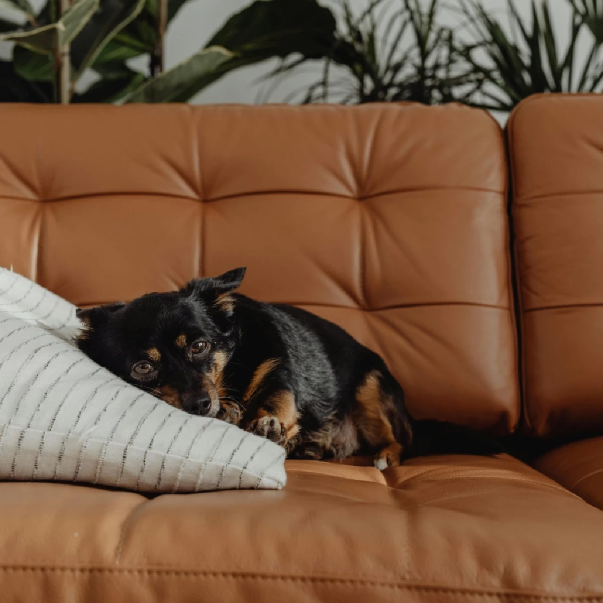 เปิด 5 เทคนิคจัดบ้าน Pet Friendly สวย-ทน-ปลอดภัย