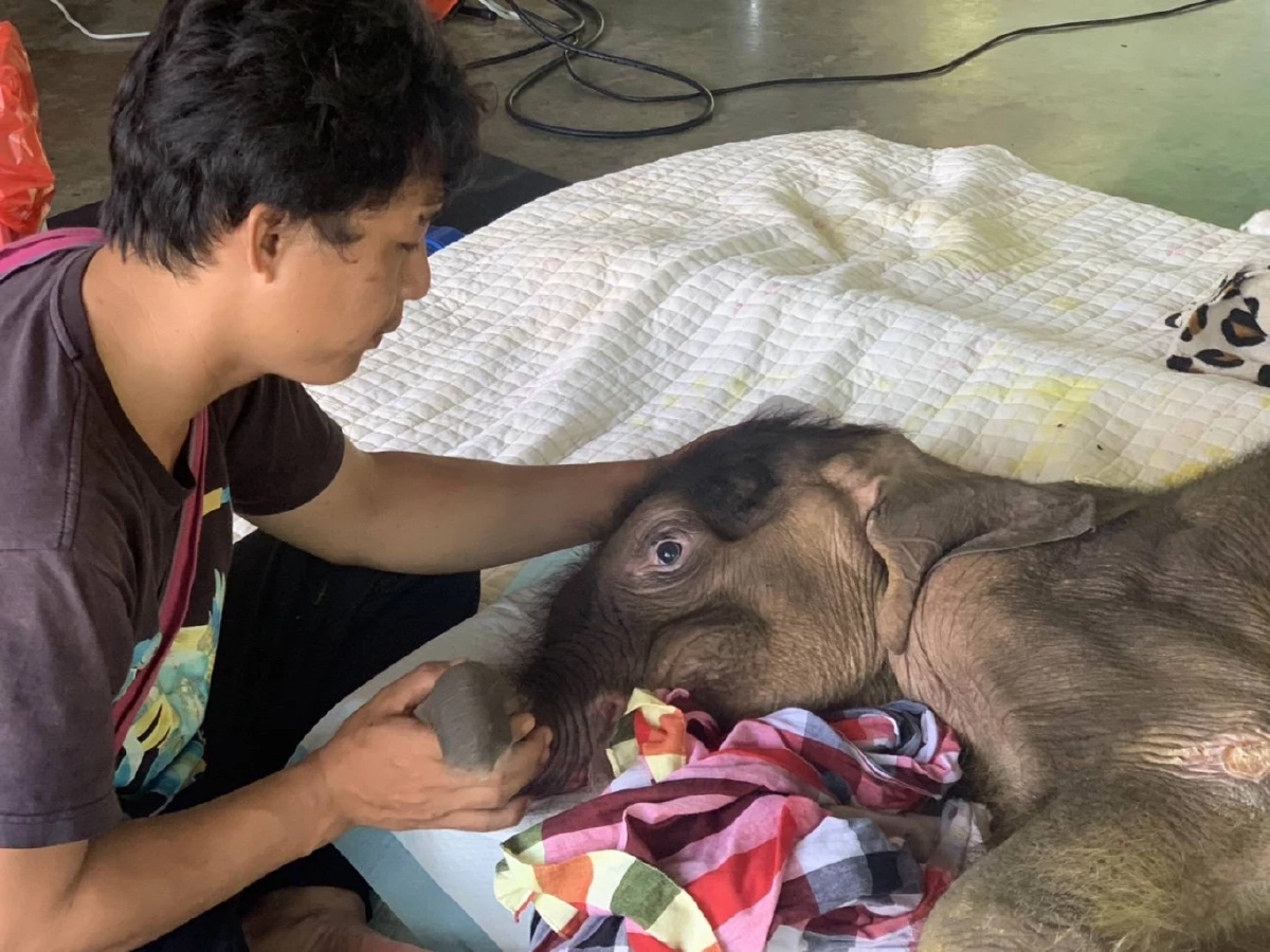 อาการล่าสุด "ข้าวต้ม" ลุกนั่งได้เองแล้ว เคลื่อนไหวว่องไวขึ้น