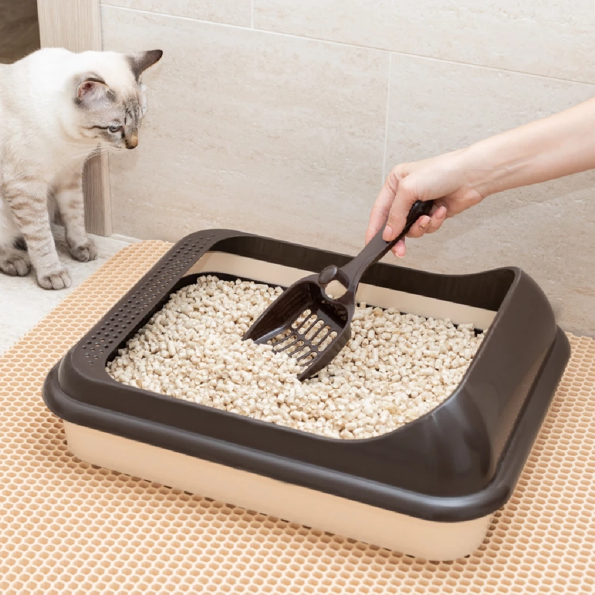 วิธีทิ้งทรายแมวเต้าหู้ลงชักโครกให้ปลอดภัย ไม่ทำท่ออุดตัน