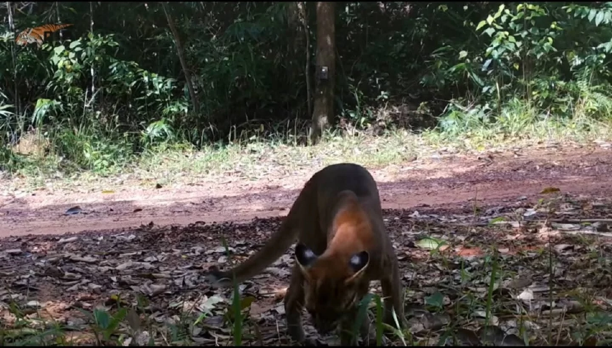 หาดูยาก! เผยภาพ "เสือไฟ" กลางดงพญาเย็น ย้ำป่าไทยยังสมบูรณ์