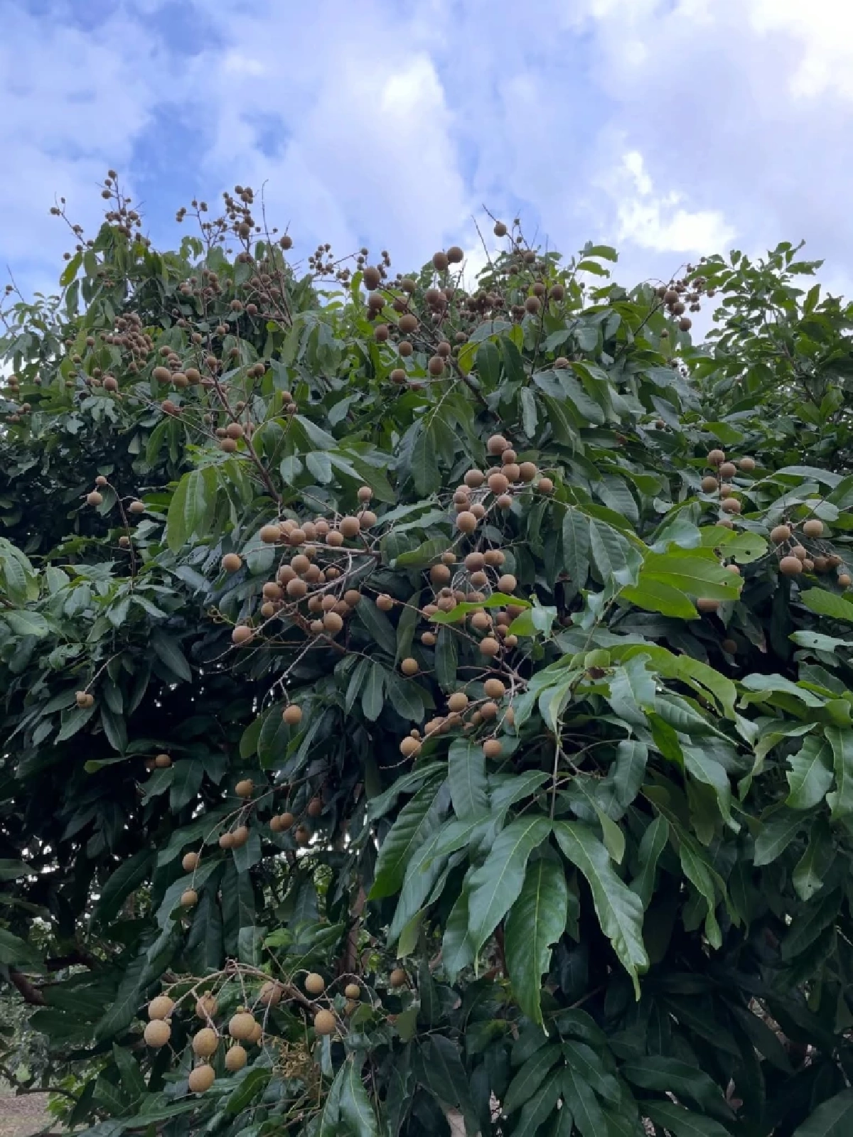  ทำเลน่าอยู่ “ซาร่า โฮเลอร์” ปล่อยที่ดินเชียงใหม่ พร้อมสวนลำไย  