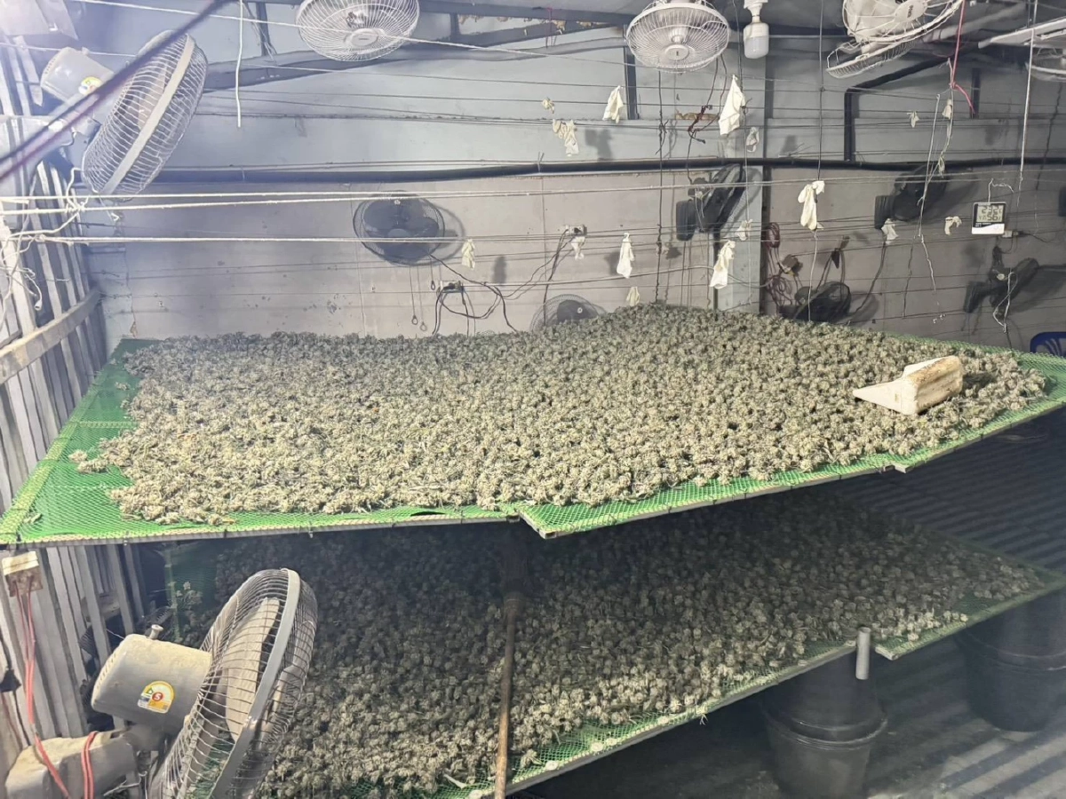 ดส.ผนึกกำลังกรมการแพทย์แผนไทย บุกทลายโกดังลอบปลูกกัญชาเถื่อน