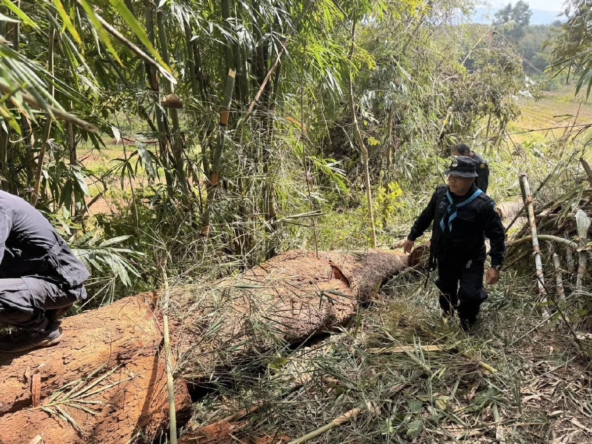 บูรณาการรวบมอดไม้! ฉก.ทพ.2102 จับผู้ลักลอบตัดประดู่กลางป่าสงวน