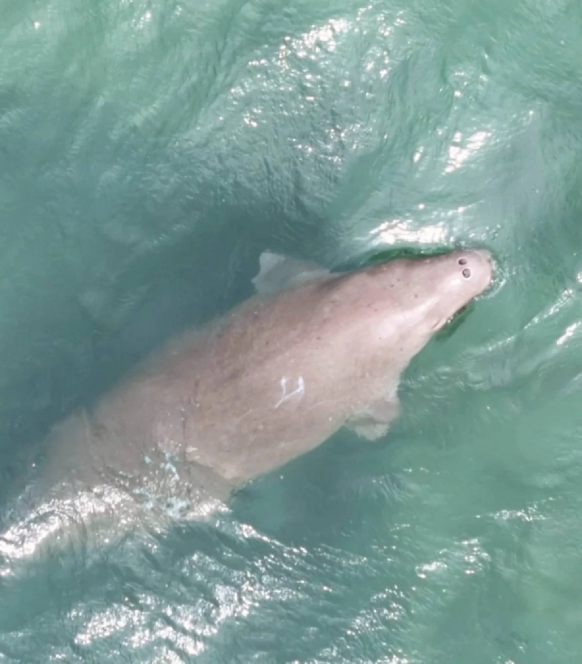 โดรนจับภาพพะยูน 4 ตัว ว่ายหากินสบาย บ่งชี้ทะเลตรังอุดมสุด