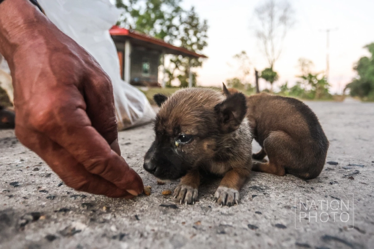 ภาพ โสภน สุเสนา (Sopon Susena)