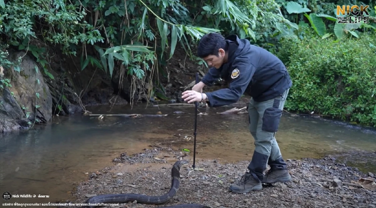 เปิดอาการล่าสุด "นิค อสรพิษวิทยา" หลังถูกจงอาง 3 เมตร กัดเข้าเต็ม ๆ