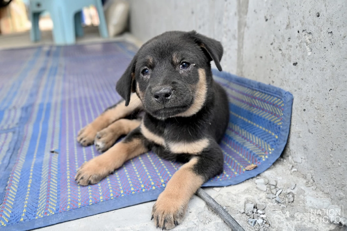 ลูกหมาน้อยกำพร้า หลังแม่ถูกโจรวางยาเบื่อระหว่างชาวบ้านอพยพ