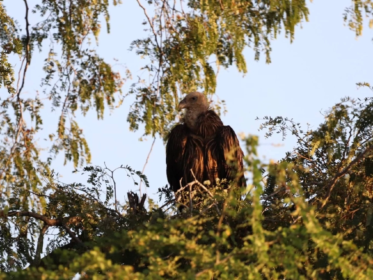 อีแร้งสีน้ำตาลหิมาลัย บินขึ้นแล้ว หลังติดพุ่มหนามที่ลพบุรี