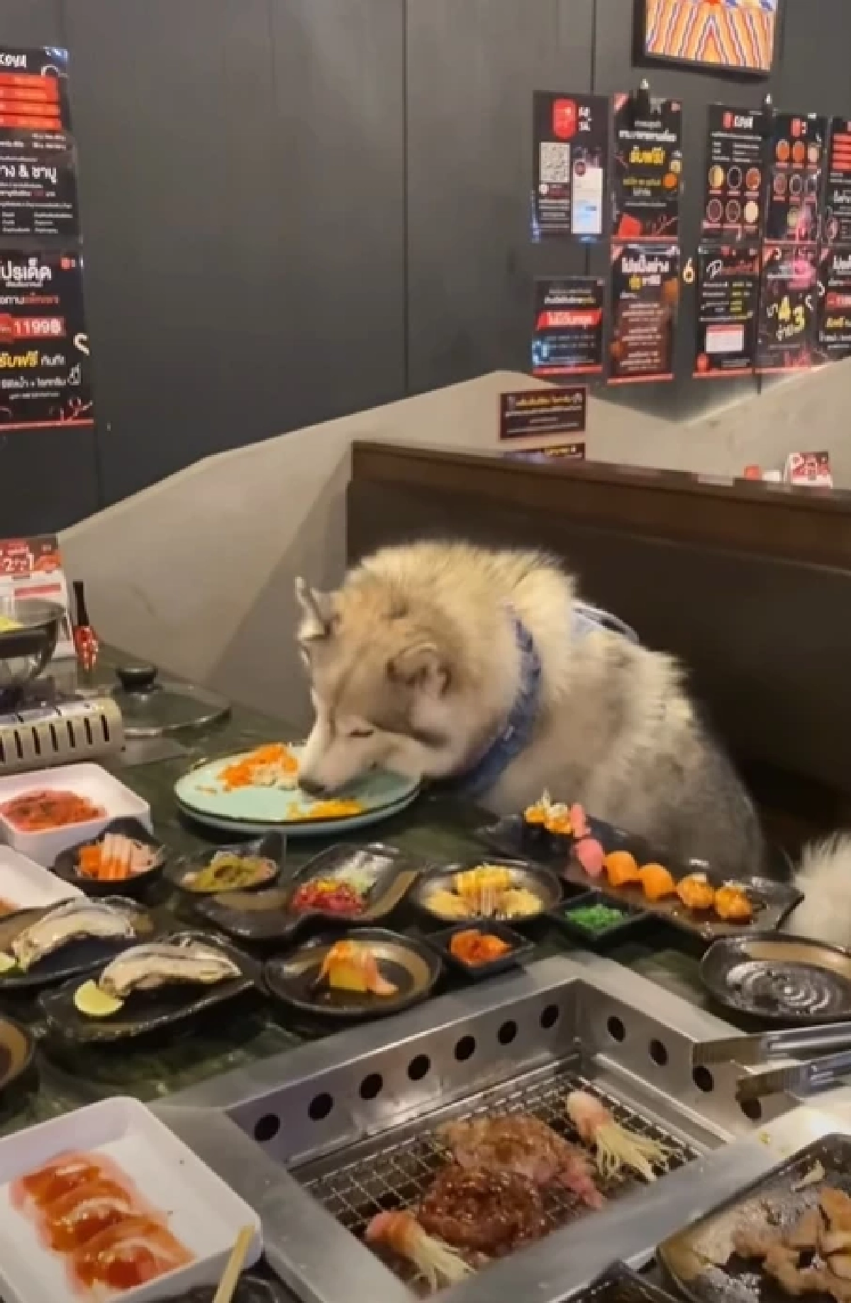 ร้านดัง แจงดราม่าสุนัขนั่งกินบุฟเฟต์ร่วมโต๊ะ งานนี้ชัดเจน