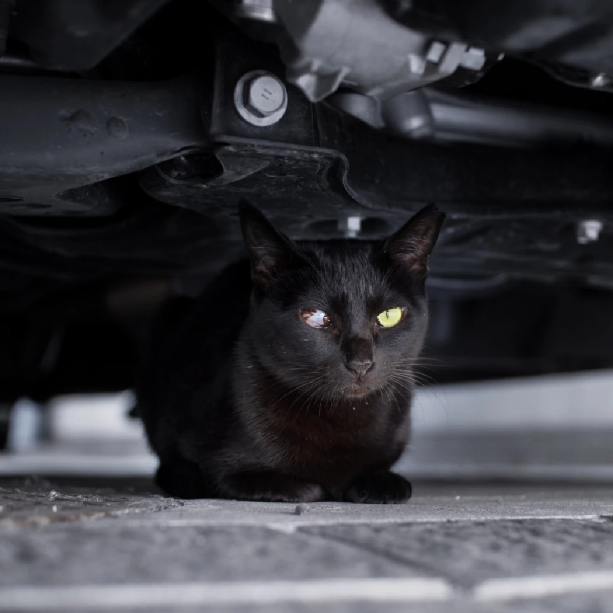 ระวัง! เช็กก่อนสตาร์ท สัญญาณเตือนภัยที่คนรักแมวห้ามพลาด