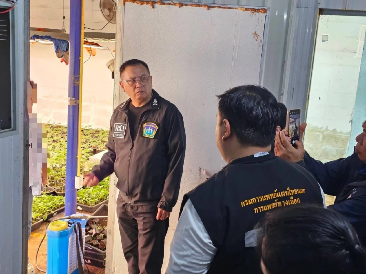 ดส.ผนึกกำลังกรมการแพทย์แผนไทย บุกทลายโกดังลอบปลูกกัญชาเถื่อน