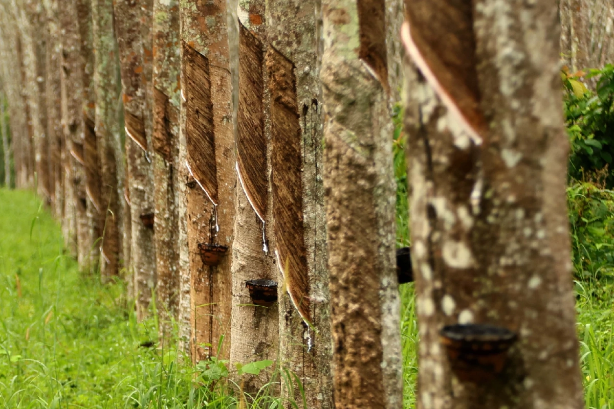กยท. เปิดเงินเยียวยาสวนยางชายแดน เหตุปะทะศึกไทย-กัมพูชา